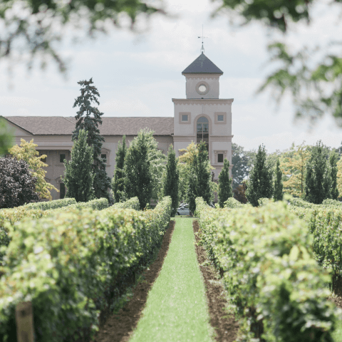 A beautiful view through grapevines towards a stunning building in Niagara on the Lake