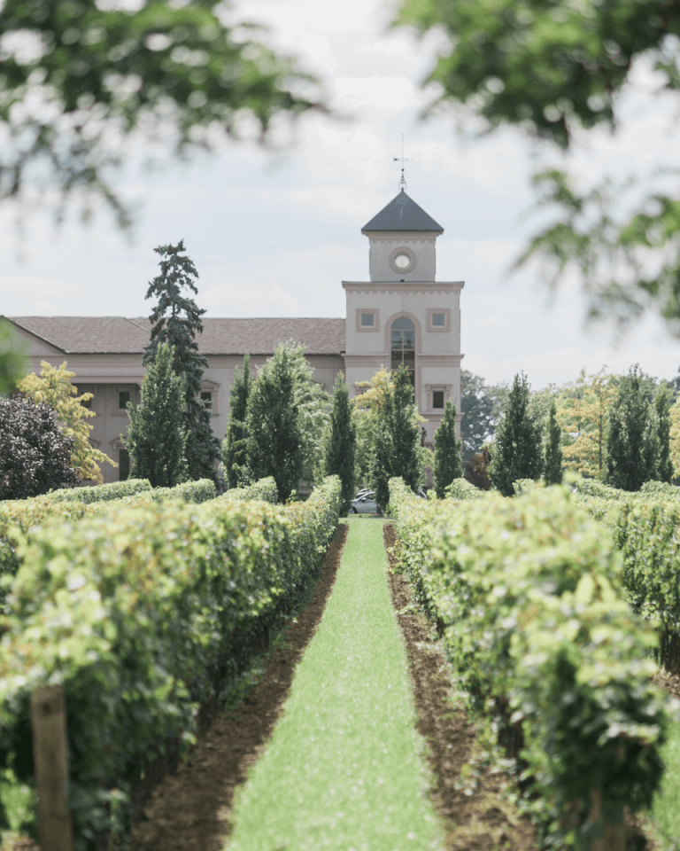 A beautiful view through grapevines towards a stunning building in Niagara on the Lake
