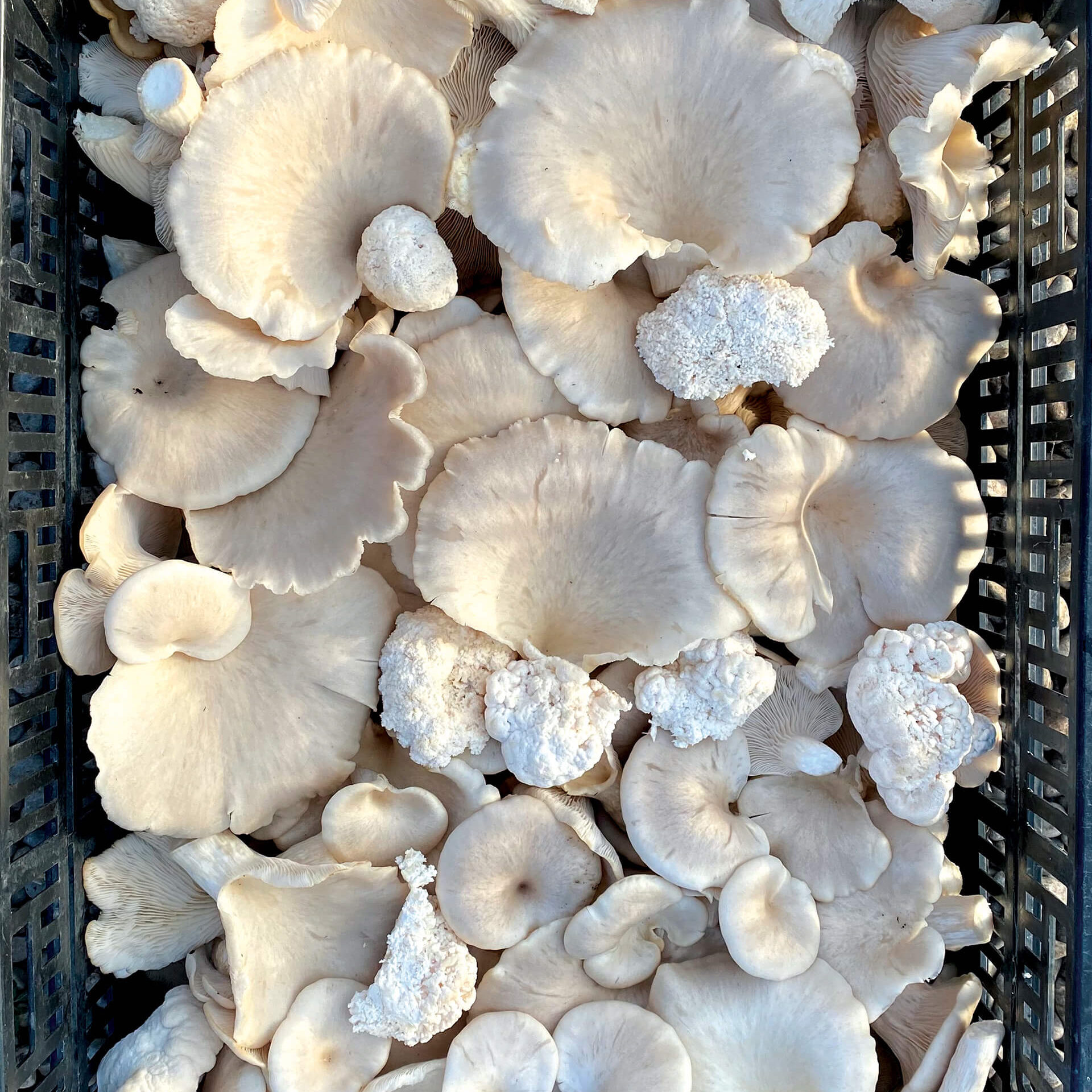 A basket of mushrooms.