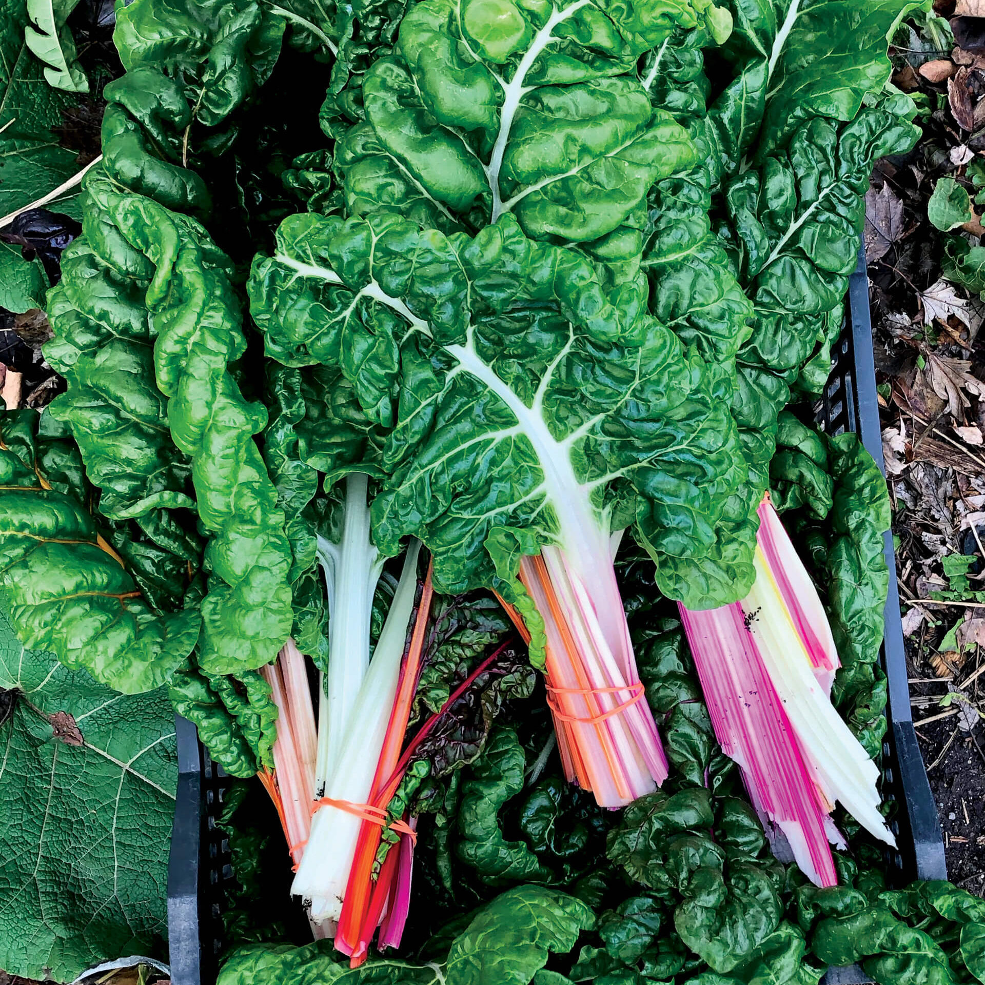 Freshly harvested chard laying on the earth.