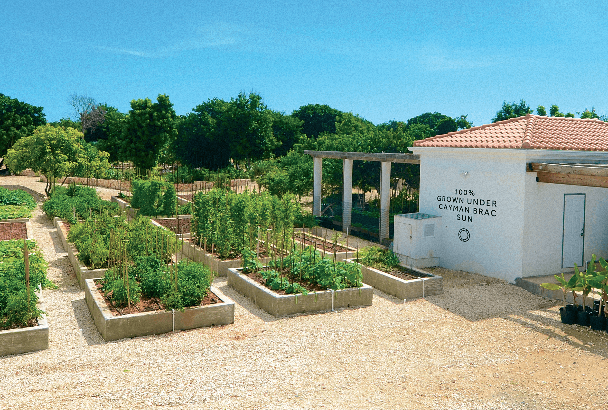 raised gardens outdoors