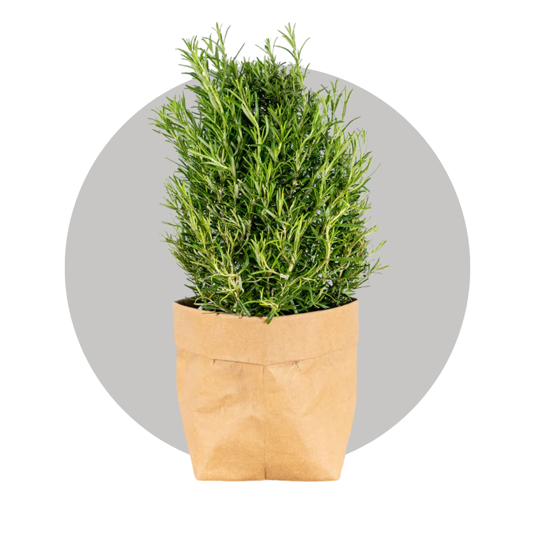 A rosemary plant in a brown paper bag with a decorative gray circle background. 