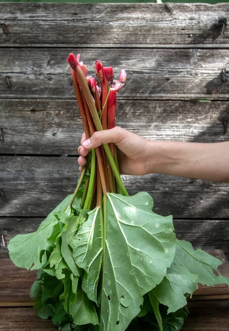 A person's arm and hand holding a bushel of rhubarb stalks in front of a grey wooden outdoor wall