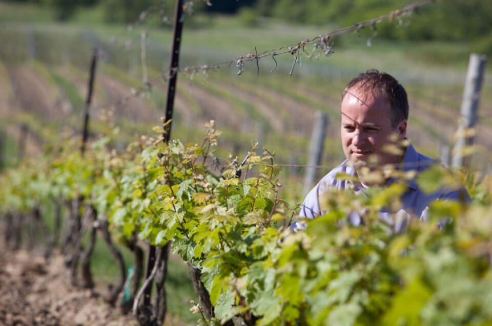 A man, Charles Baker, kneels in front of Riesling grapevines