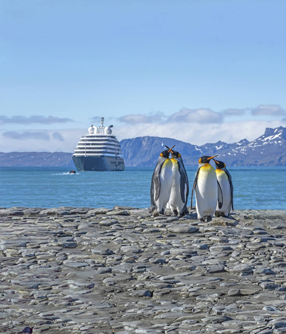 penguins and cruise ship
