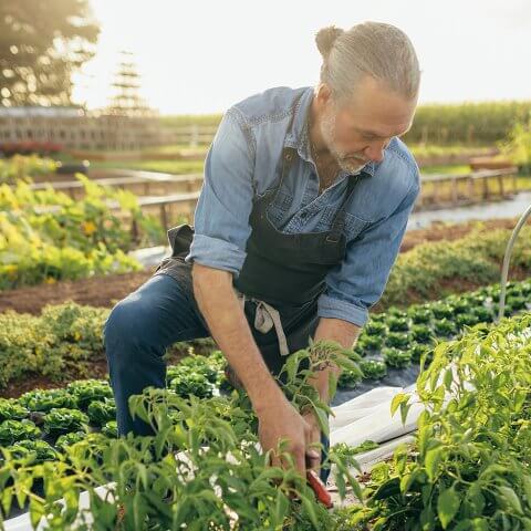 A man, Michael Smith, kneels outside among crop rows