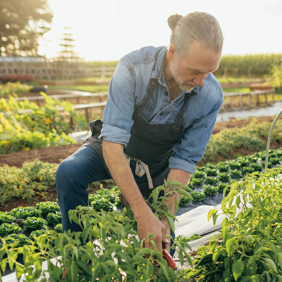 A man, Michael Smith, kneels outside among crop rows