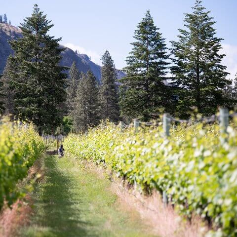 A view of a person kneeling in a Canadian vineyard