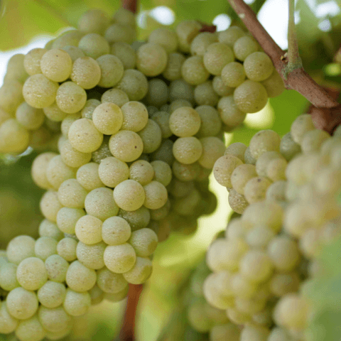 wine grapes on a vine