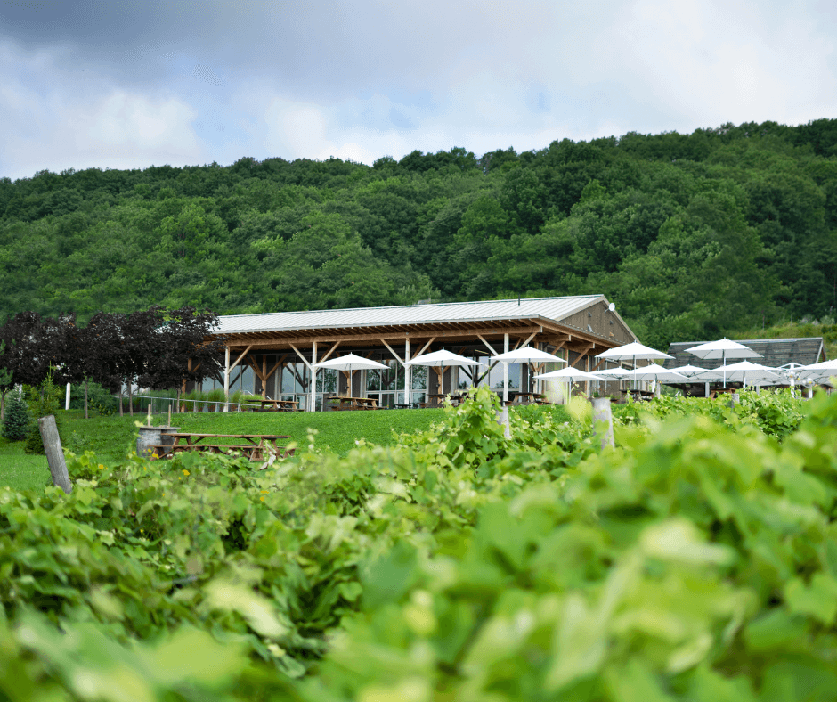 vineyards with building in landscape