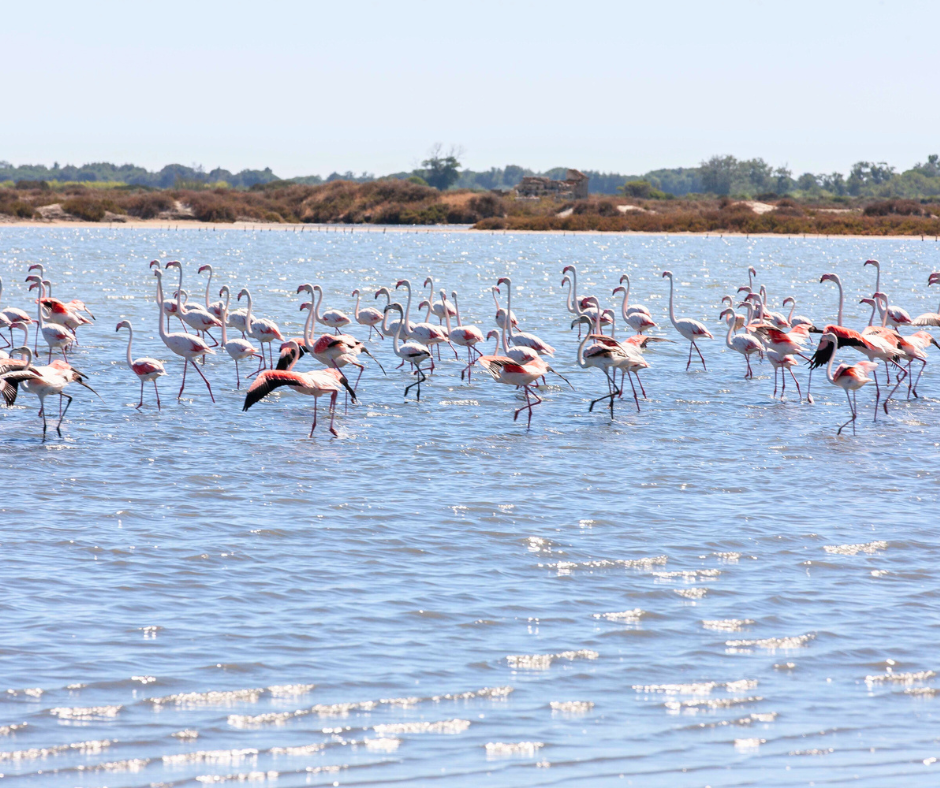 Flamingos sunning themselves in the water in Camargue, France