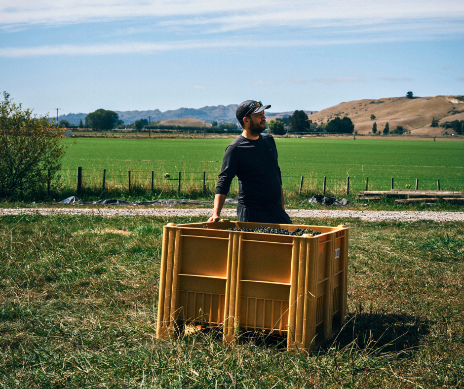 Matua, winemaker at New zealand winery Tawhiti Wine, standing next to picked grapes in a field