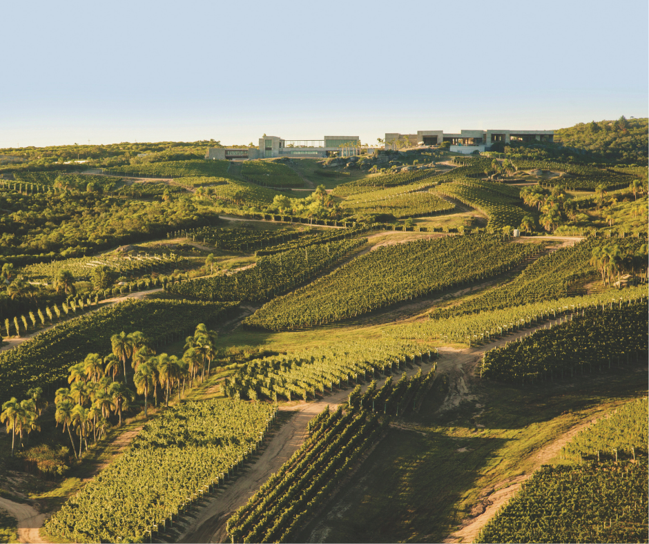 Rolling hills and vineyards at Bodega Garzón Vineyard, Uruguay on a sunny day