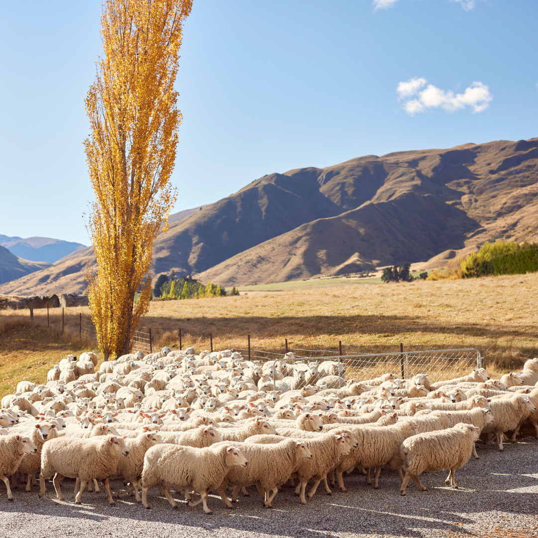 A group of sheep in the open field, with blue skies and a mountain in the background.