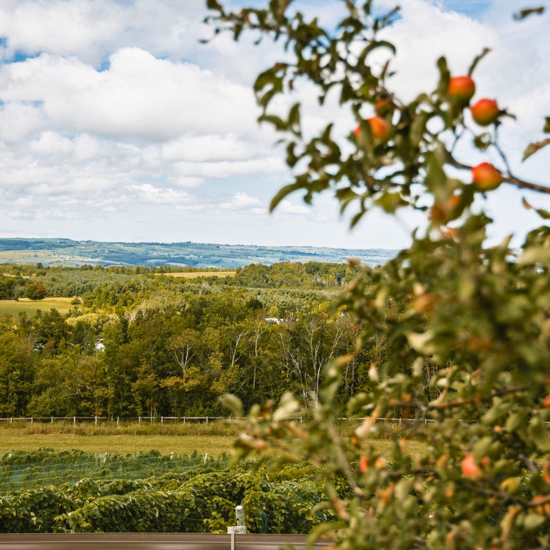 View of Grey County vistas from an apple orgchard