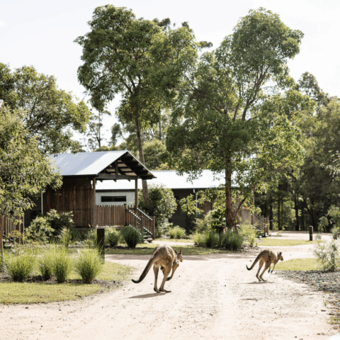 Two kangaroos running in front of a wooden lodge amongst trees and shrubs.