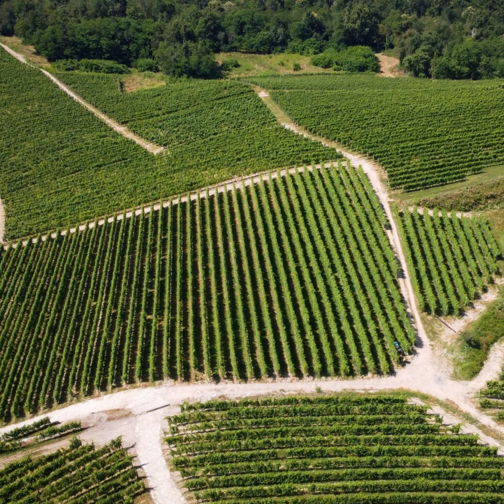 Overhead view of neatly aligned grapevine rows in a vineyard at the foot of alpine foothills — Piedmont countryside near Turin.