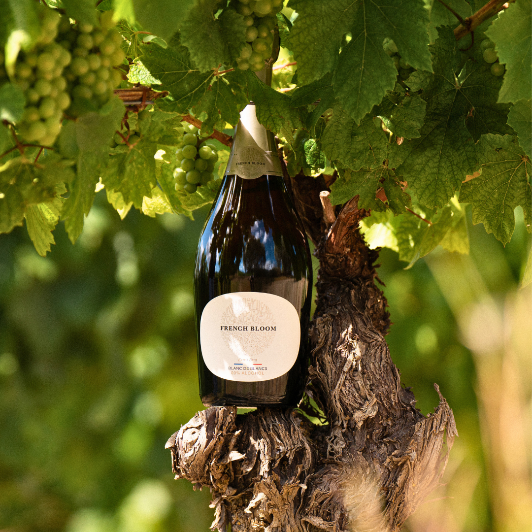 A bottle of French Bloom extra brut pretending to hang in a vineyard