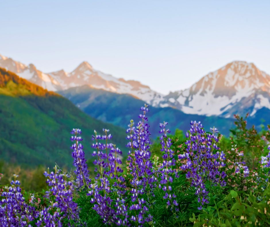 Purple wildflowers in bloom with snow-capped mountains in the background in Colorado.