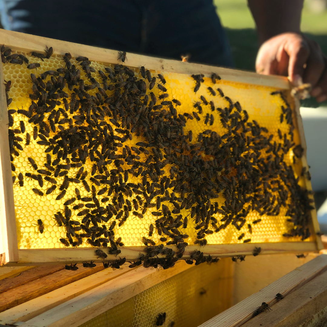 A frame from a beehive pulled out to show honeycomb and bees.