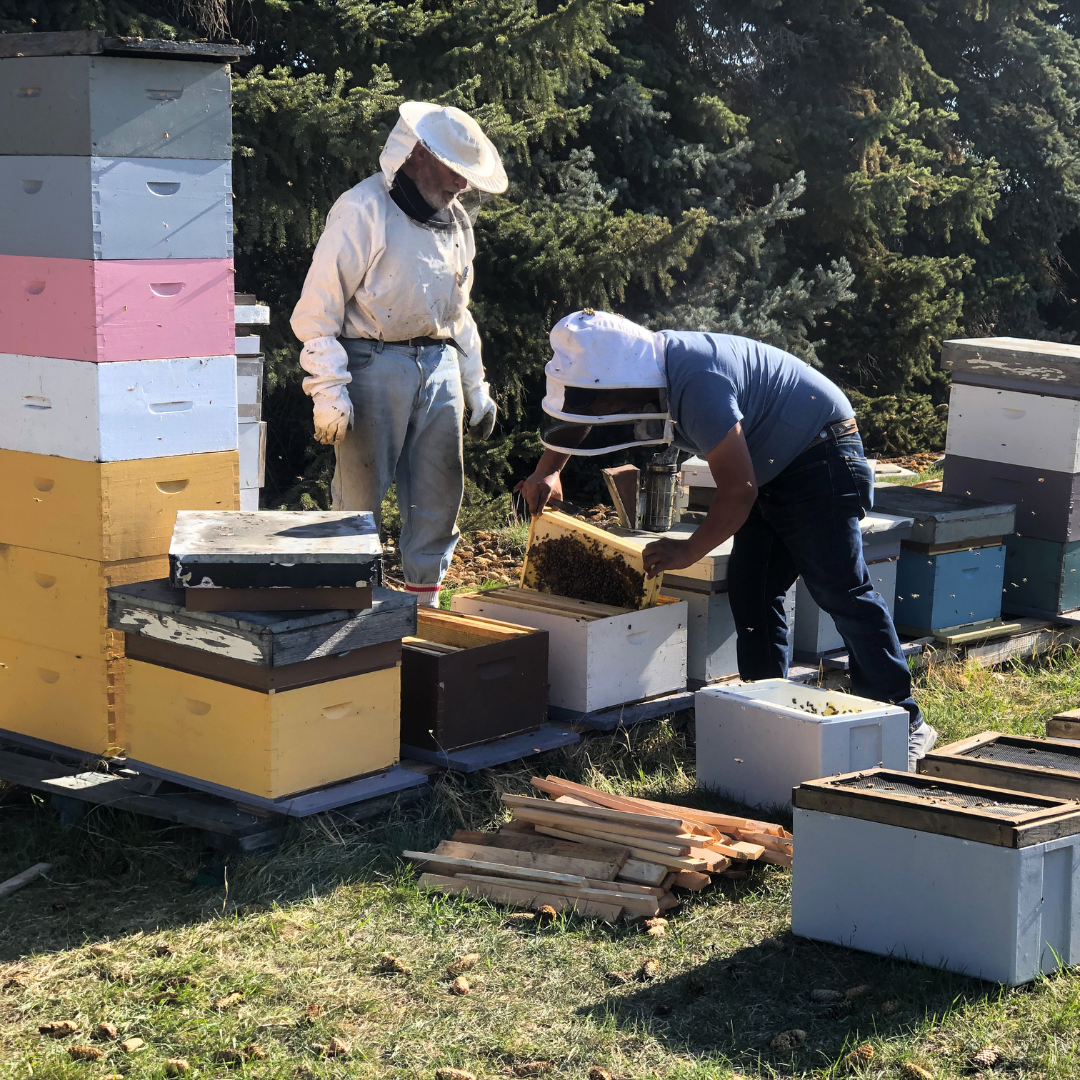 Two men in bee veils tending to beehives.