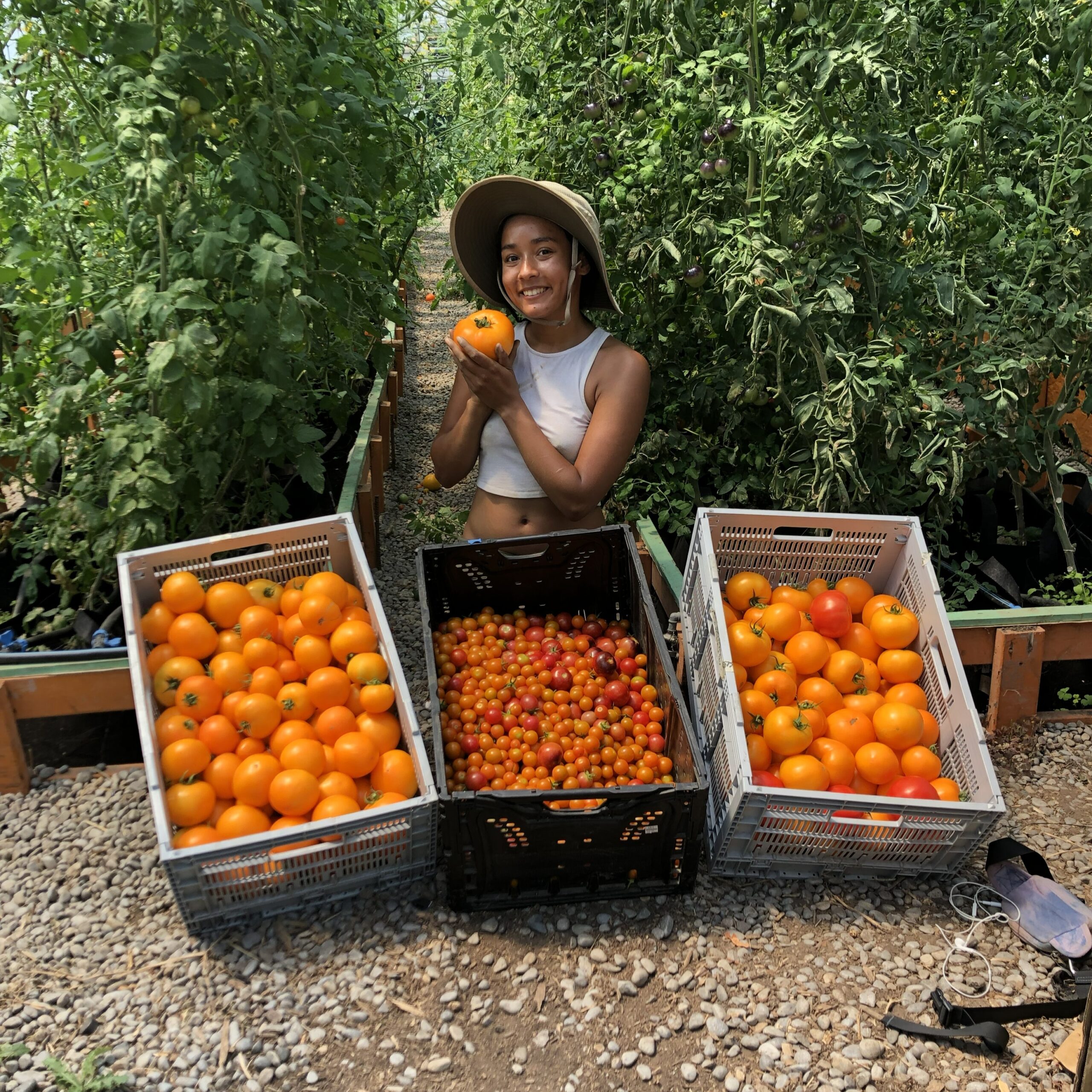 Woman in sunhat posing with an orange tomato behind three large baskets full of orange tomatoes. 