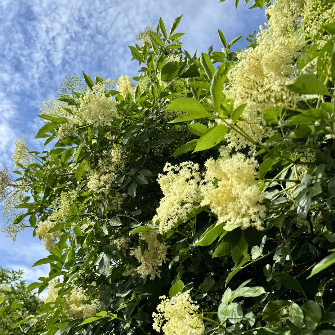 Wild Elderflower in Haute-Savoie, France