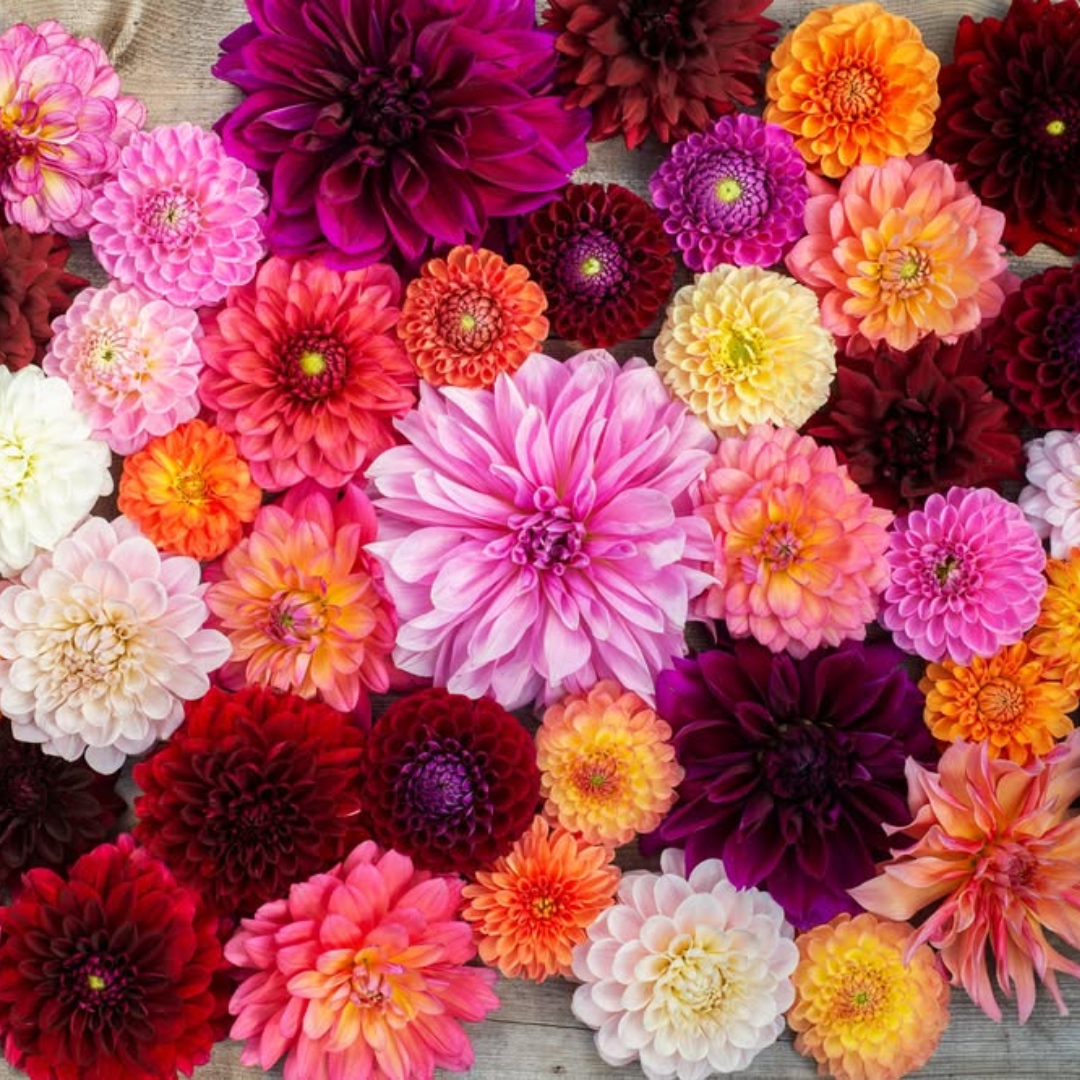 Overhead view of purple, pink, orange and yellow dahlias.