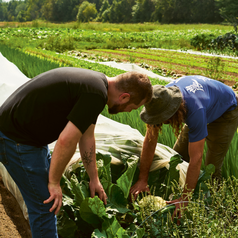 Two men hunched over on a farm inspecting crops.
