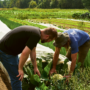 Two men hunched over on a farm inspecting crops.