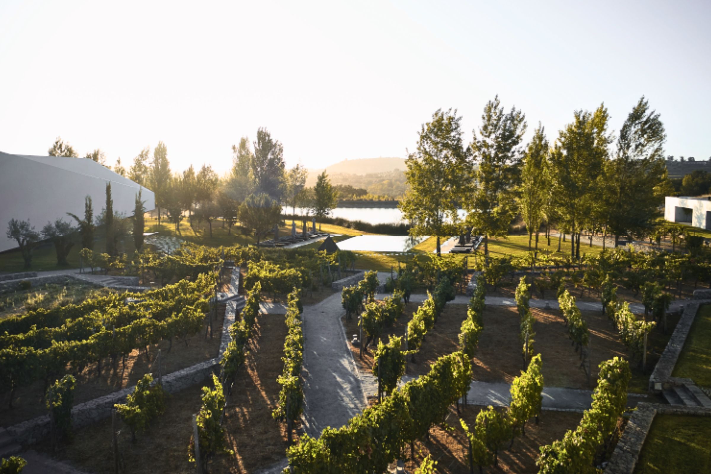 L-AND Vineyards in Portugal - beautiful vineyards surrounding a hotel