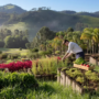 Image of chef working in kitchen garden against mountains in brazil