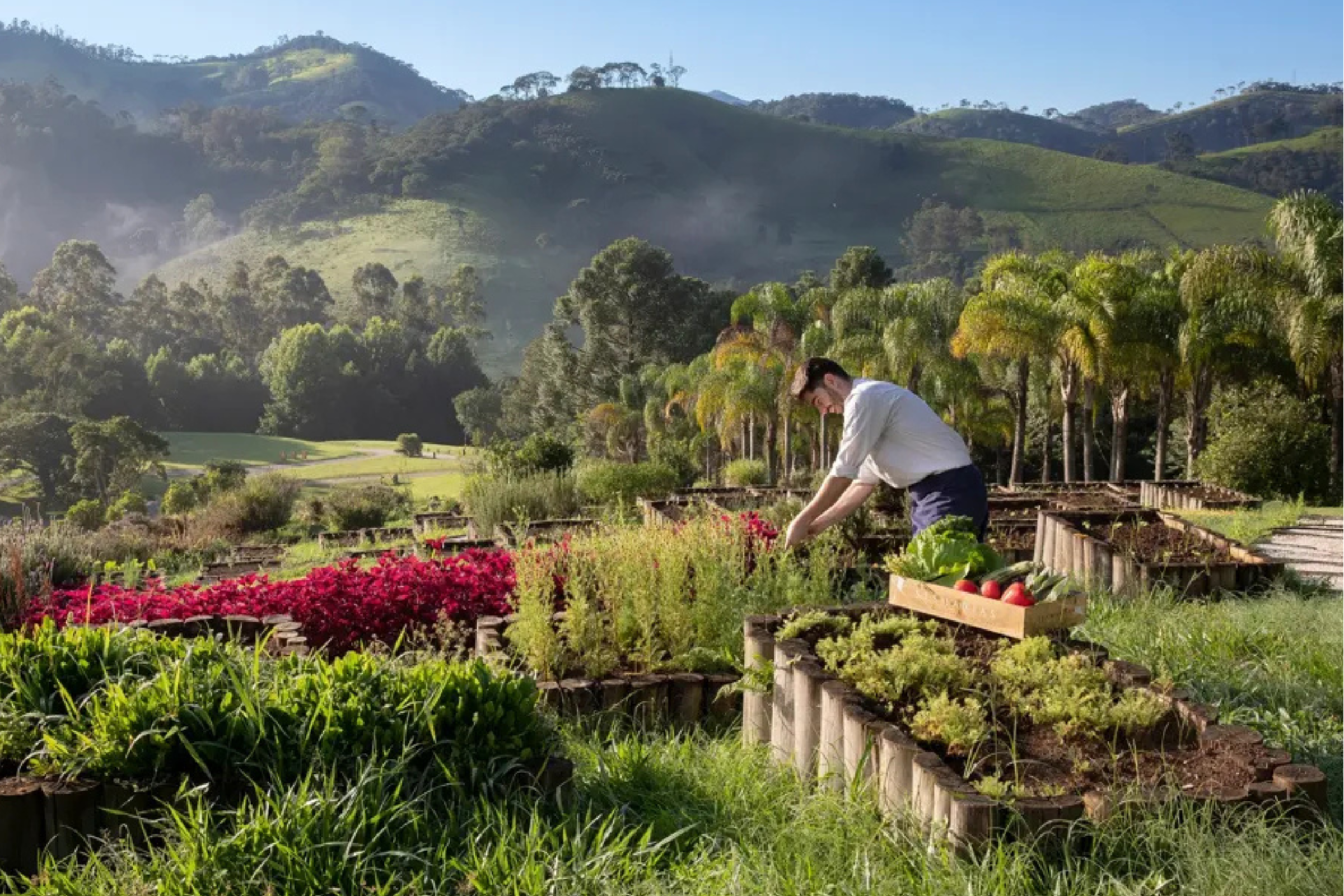 Image of chef working in kitchen garden against mountains in brazil